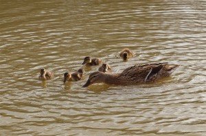 gallery-img16 